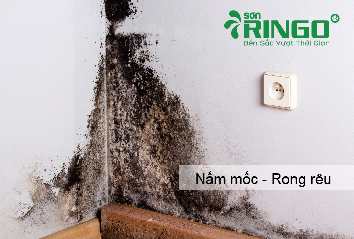 Nan Giải Đi Tìm Loại Sơn Chống Nấm Mốc - Rong Rêu